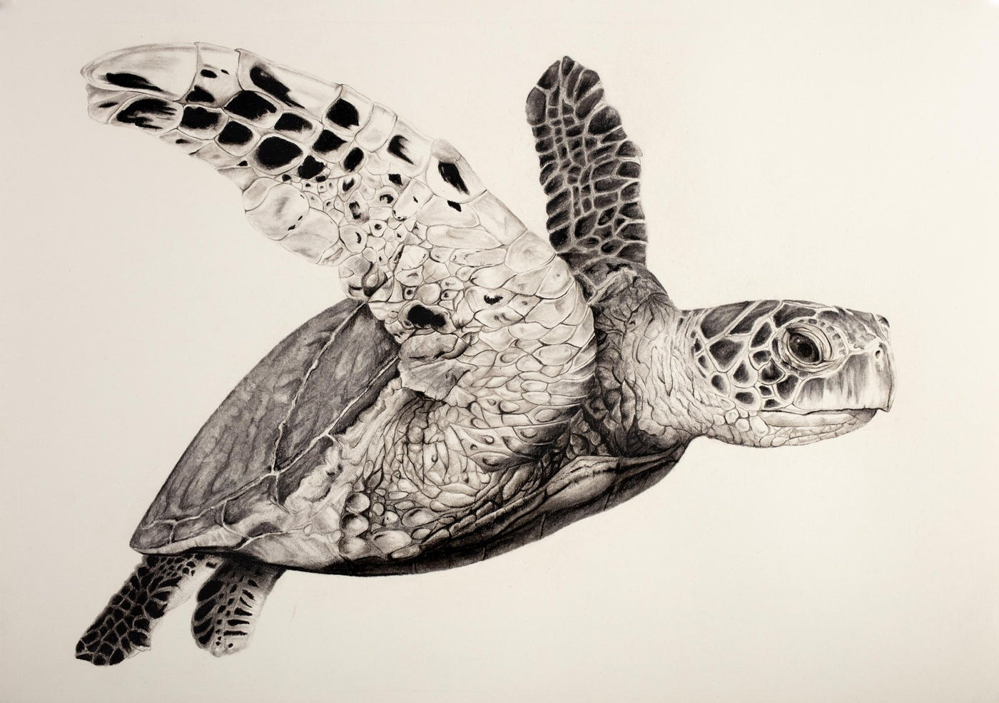 Violet Astor - Hawksbill Turtle