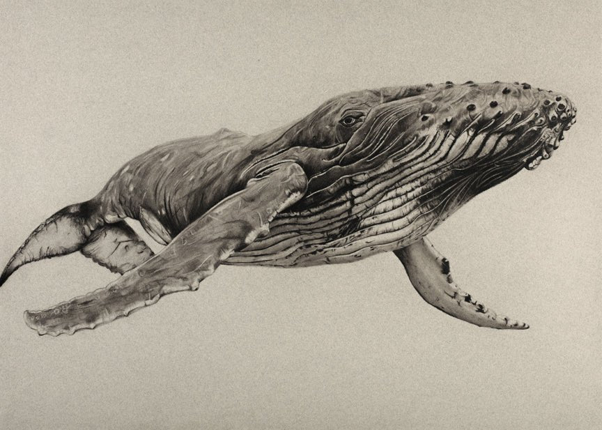 Violet Astor - Arabian Sea Humpback Whale